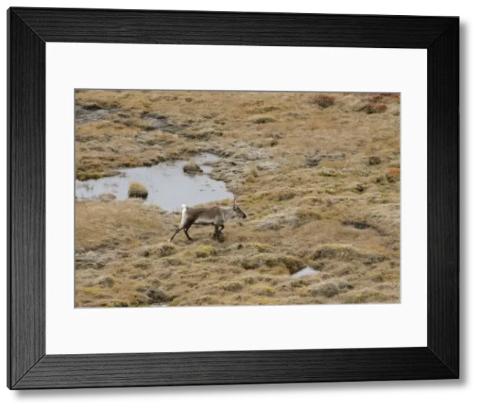 Framed Print : DDE-90036576 Framed Print : DDE-90036576