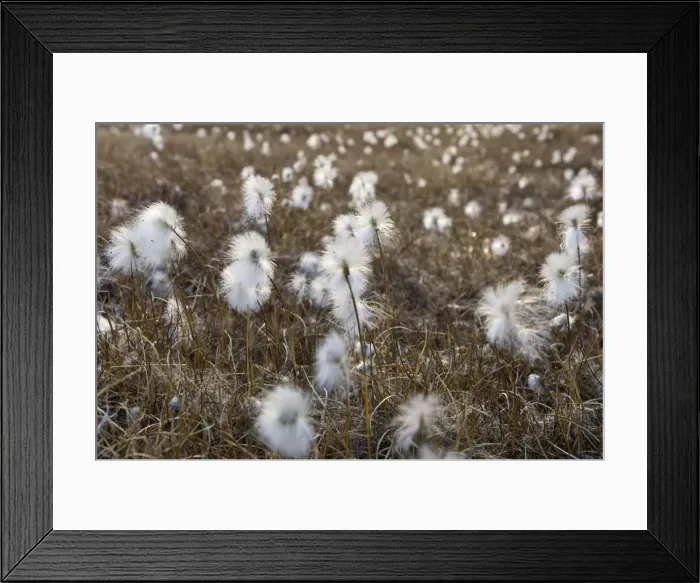 Framed Print : DDE-90036614 Framed Print : DDE-90036614