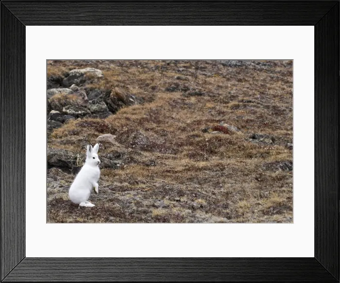 Framed Print : DDE-90036615 Framed Print : DDE-90036615