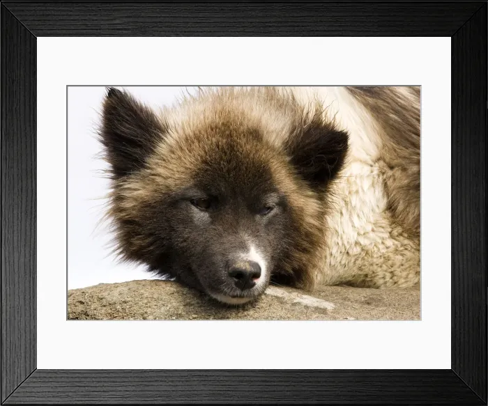 Framed Print : DDE-90036629 Framed Print : DDE-90036629