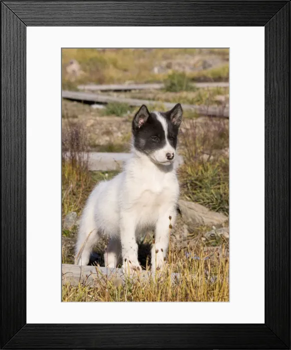 Framed Print : DDE-90036628 Framed Print : DDE-90036628
