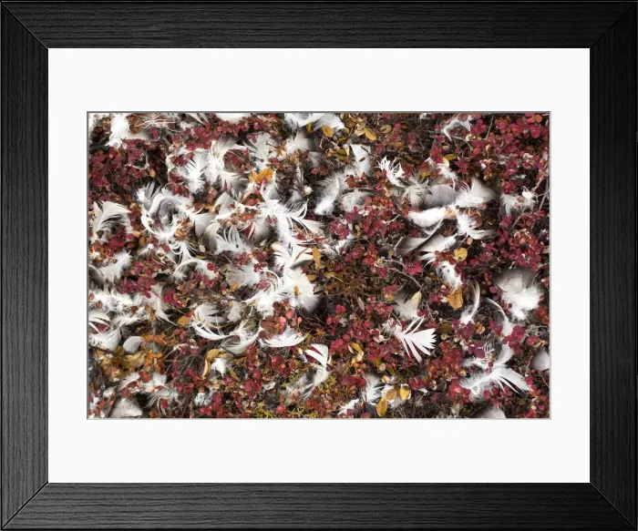 Framed Print : DDE-90036656