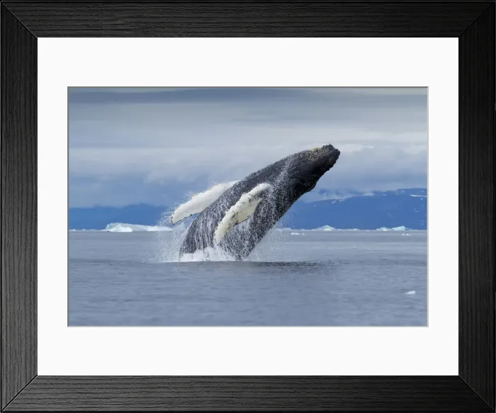 Framed Print : DDE-90036696 Framed Print : DDE-90036696