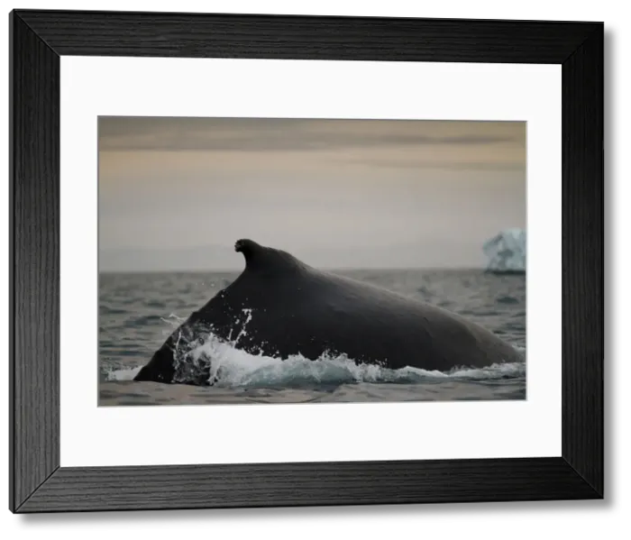 Framed Print : DDE-90036695 Framed Print : DDE-90036695