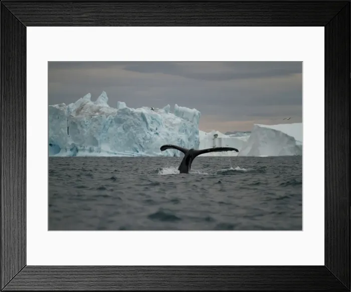 Framed Print : DDE-90036698 Framed Print : DDE-90036698