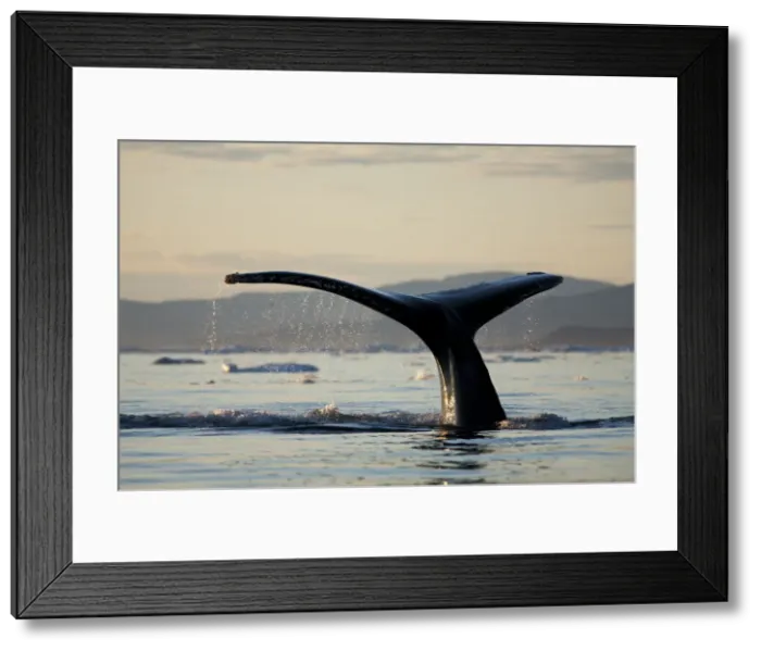 Framed Print : DDE-90036729 Framed Print : DDE-90036729