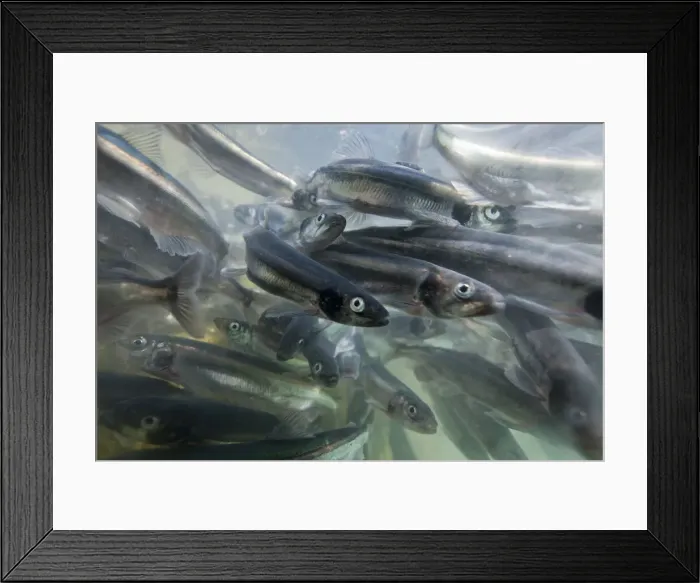 Framed Print : DDE-90036788 Framed Print : DDE-90036788