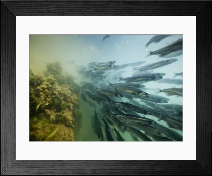 Framed Print : DDE-90036789 Framed Print : DDE-90036789