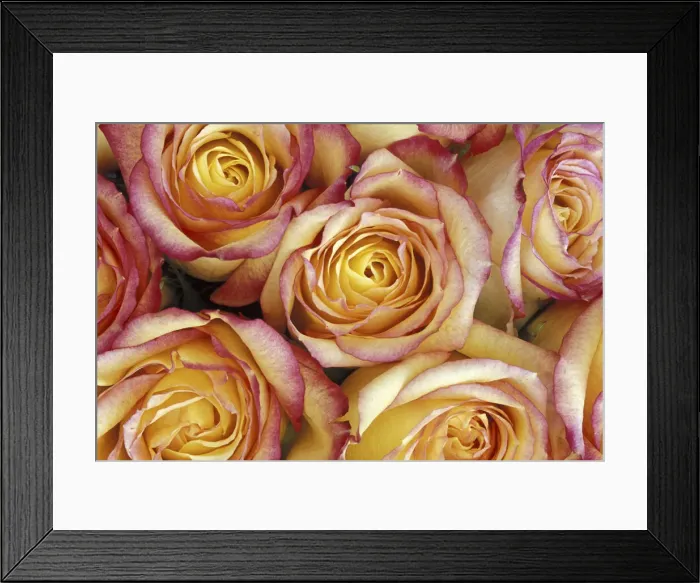 Framed Print : DDE-90036799 Framed Print : DDE-90036799