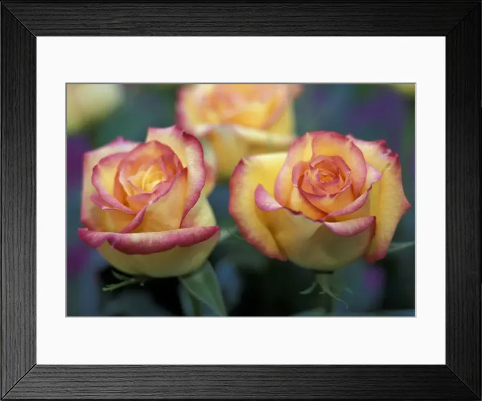 Framed Print : DDE-90036798 Framed Print : DDE-90036798