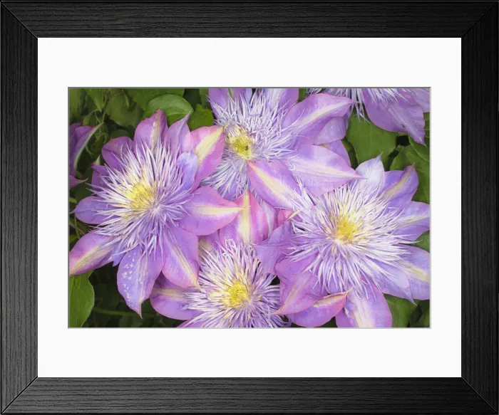 Framed Print : DDE-90036801 Framed Print : DDE-90036801