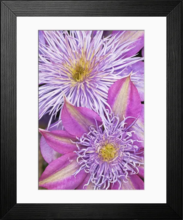 Framed Print : DDE-90036802 Framed Print : DDE-90036802