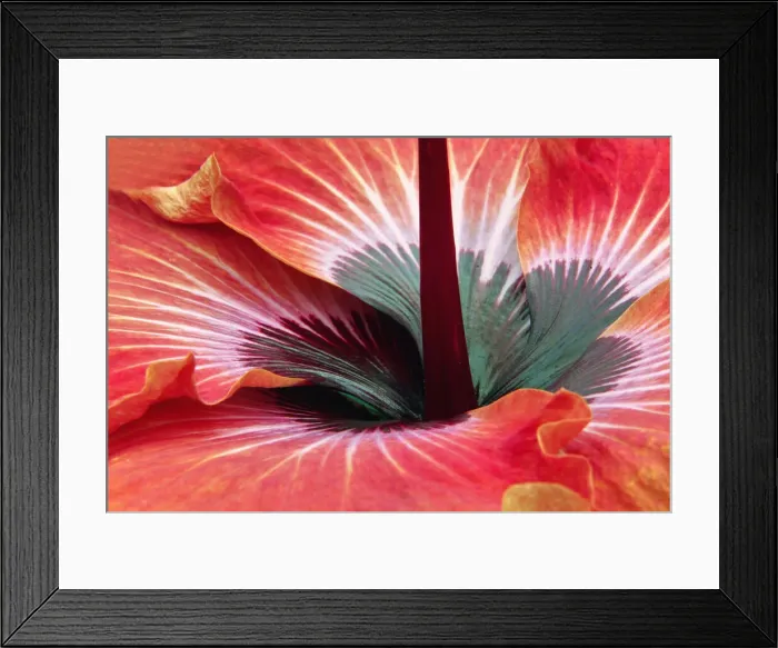 Framed Print : DDE-90036804 Framed Print : DDE-90036804