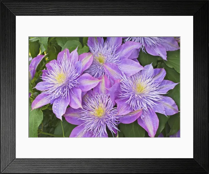 Framed Print : DDE-90036803 Framed Print : DDE-90036803