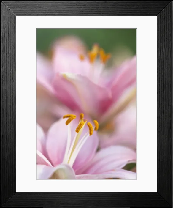 Framed Print : DDE-90036805 Framed Print : DDE-90036805