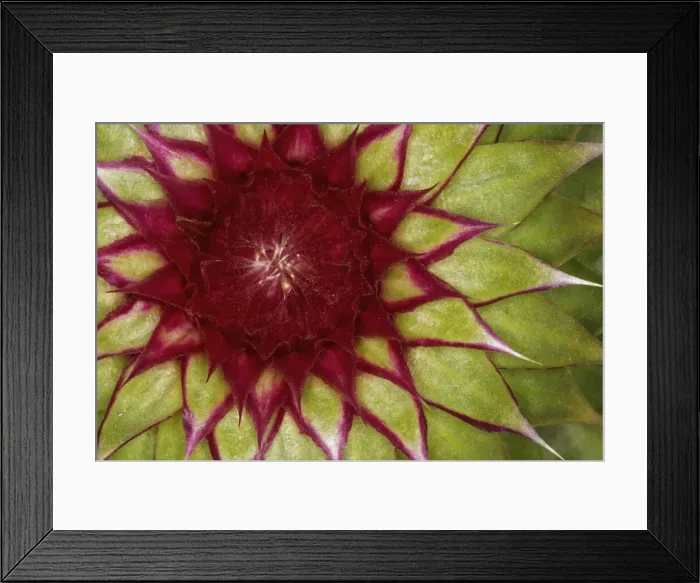 Framed Print : DDE-90036808 Framed Print : DDE-90036808