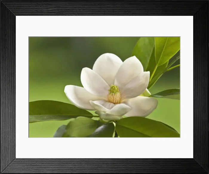 Framed Print : DDE-90036810 Framed Print : DDE-90036810