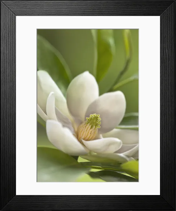 Framed Print : DDE-90036811 Framed Print : DDE-90036811