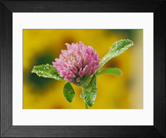Framed Print : DDE-90036809 Framed Print : DDE-90036809