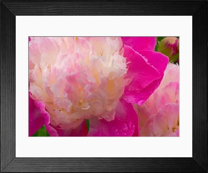 Framed Print : DDE-90036815 Framed Print : DDE-90036815