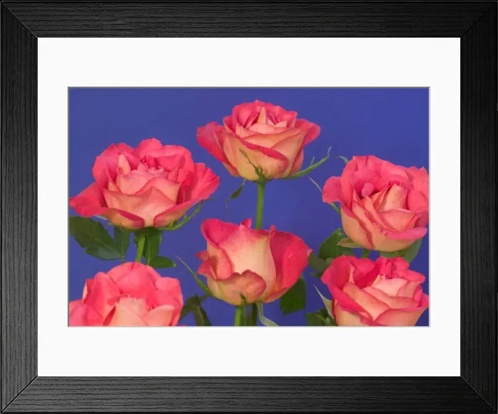Framed Print : DDE-90036816 Framed Print : DDE-90036816