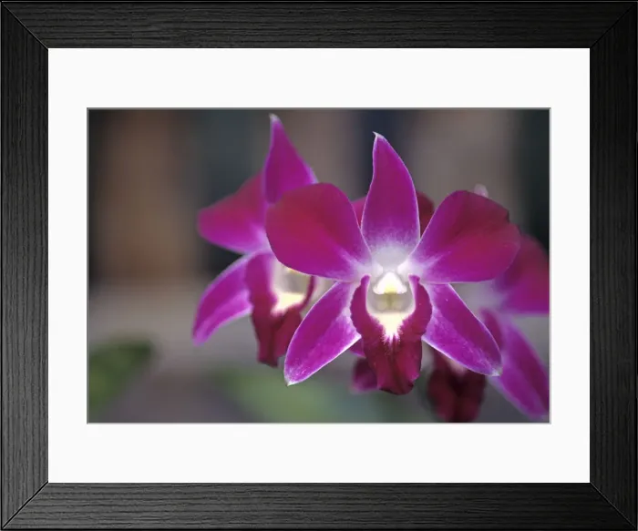 Framed Print : DDE-90036818 Framed Print : DDE-90036818