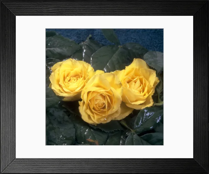 Framed Print : DDE-90036819 Framed Print : DDE-90036819