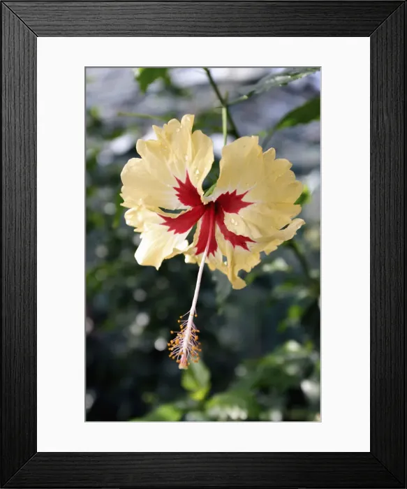 Framed Print : DDE-90036823 Framed Print : DDE-90036823
