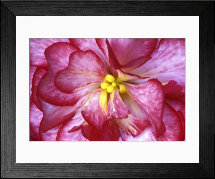 Framed Print : DDE-90036824 Framed Print : DDE-90036824