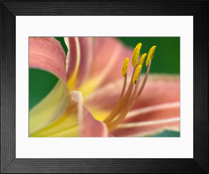 Framed Print : DDE-90036825 Framed Print : DDE-90036825