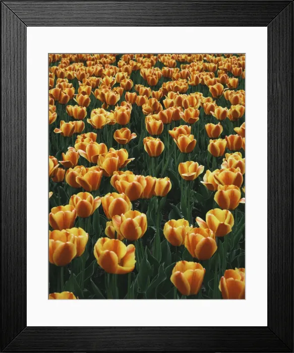 Framed Print : DDE-90036827 Framed Print : DDE-90036827