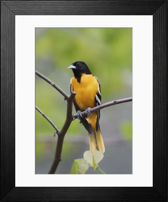 Framed Print : DDE-90036828 Framed Print : DDE-90036828