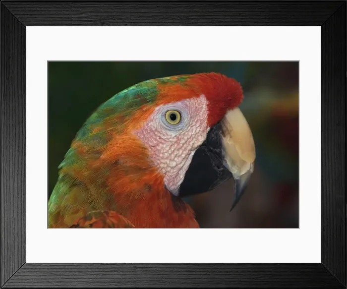Framed Print : DDE-90036830 Framed Print : DDE-90036830