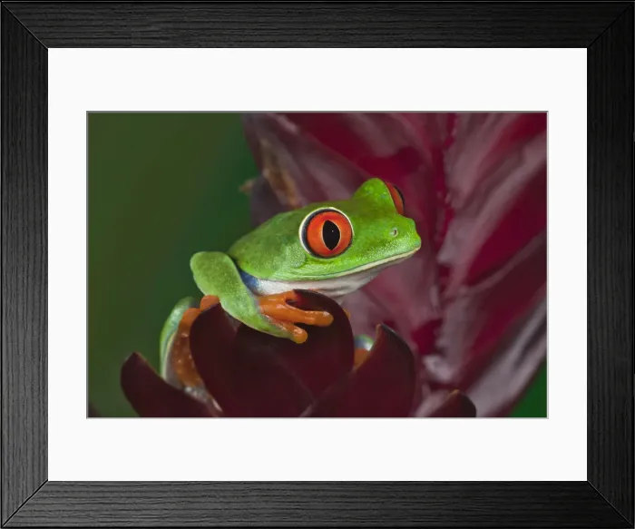 Framed Print : DDE-90036833