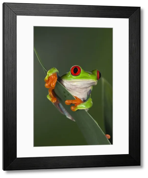 Framed Print : DDE-90036834