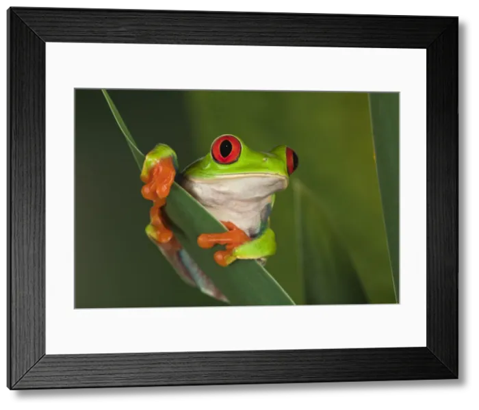 Framed Print : DDE-90036835 Framed Print : DDE-90036835