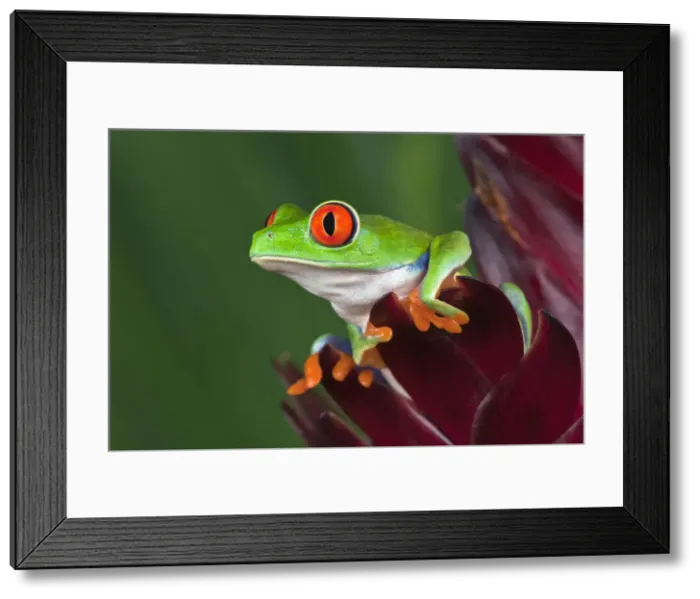 Framed Print : DDE-90036836