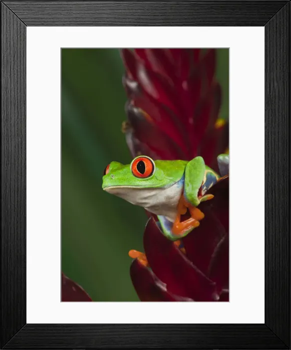 Framed Print : DDE-90036837 Framed Print : DDE-90036837