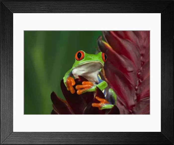 Framed Print : DDE-90036838 Framed Print : DDE-90036838