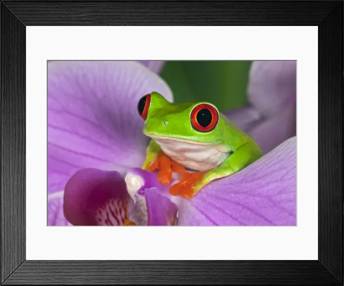 Framed Print : DDE-90036839