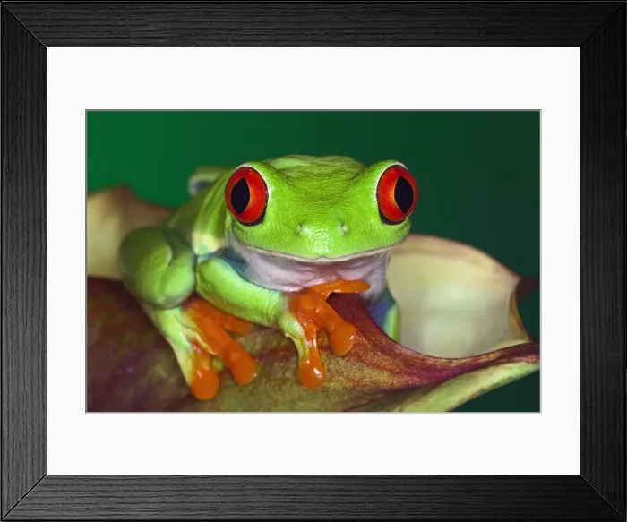 Framed Print : DDE-90036840 Framed Print : DDE-90036840
