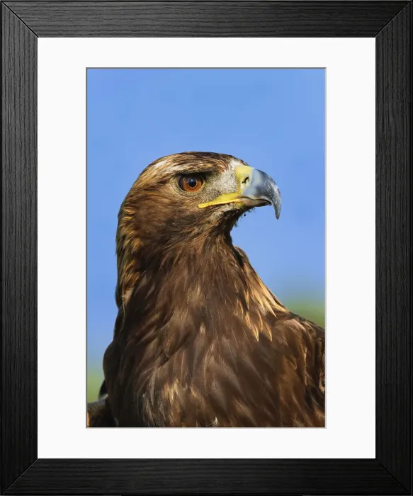 Framed Print : DDE-90036832 Framed Print : DDE-90036832