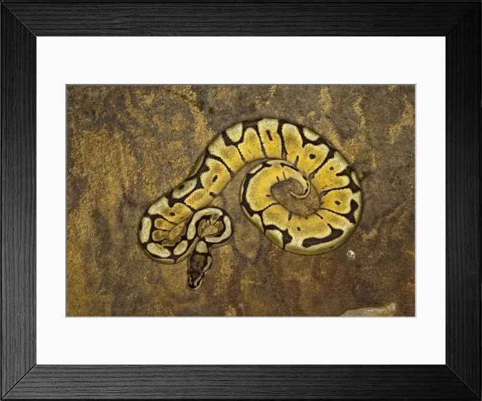 Framed Print : DDE-90036841 Framed Print : DDE-90036841