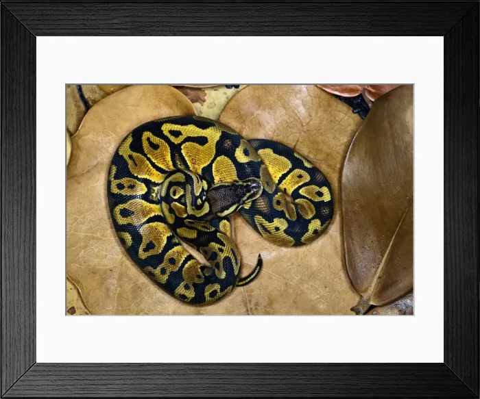 Framed Print : DDE-90036842 Framed Print : DDE-90036842