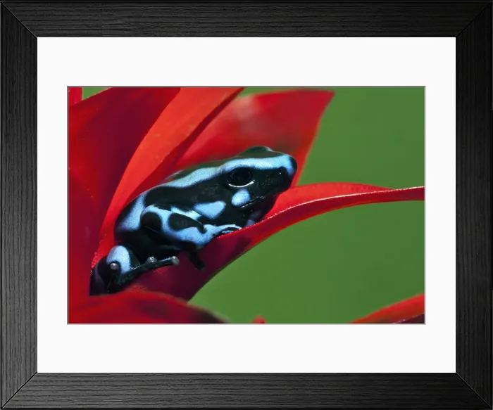 Framed Print : DDE-90036843 Framed Print : DDE-90036843