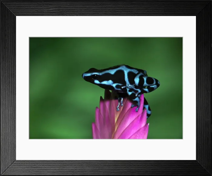Framed Print : DDE-90036845 Framed Print : DDE-90036845