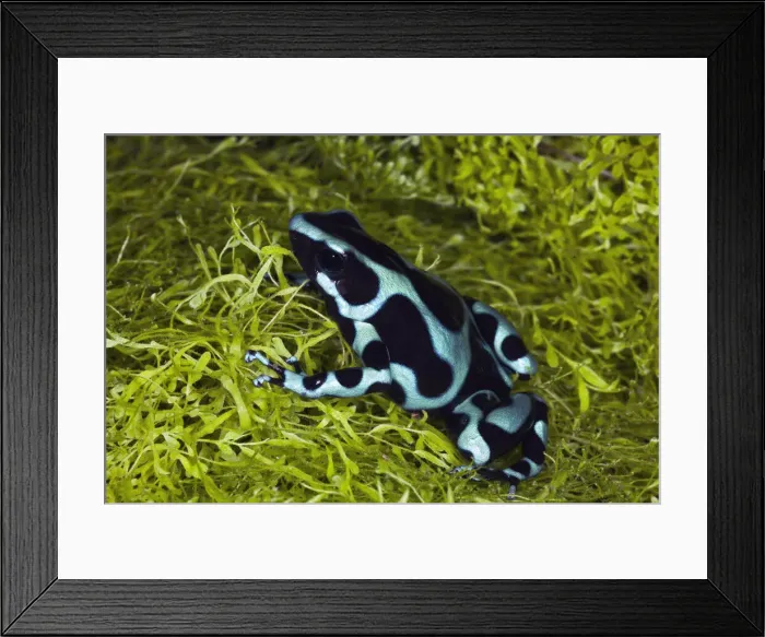 Framed Print : DDE-90036846 Framed Print : DDE-90036846