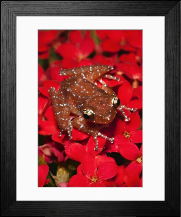 Framed Print : DDE-90036848 Framed Print : DDE-90036848