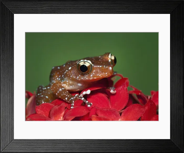 Framed Print : DDE-90036849 Framed Print : DDE-90036849
