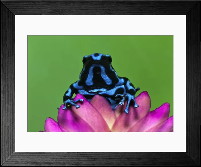 Framed Print : DDE-90036844 Framed Print : DDE-90036844